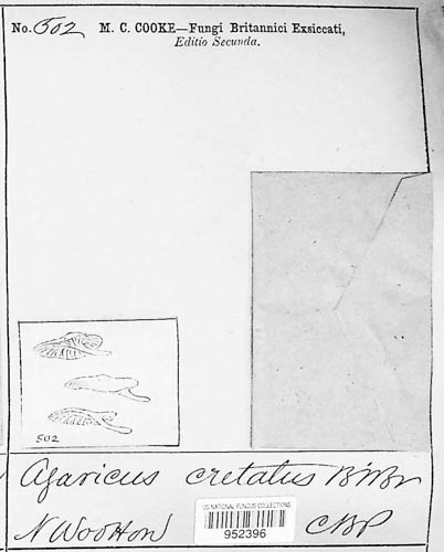 Agaricus cretatus image